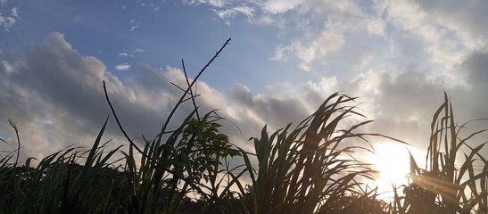 Afternoon light sun play within long grass