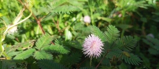 Silk flower blooms in the morning