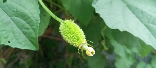 Blooming summer vegetable