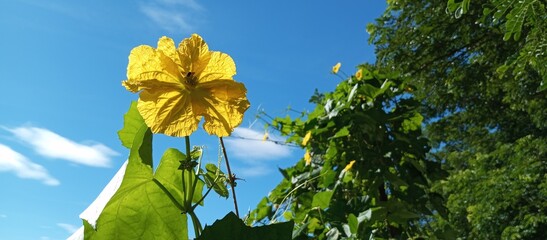 flower beneath the morning sun