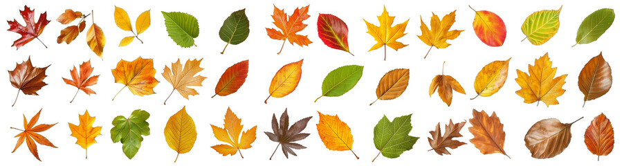 Fototapeta premium Collection of vibrant autumn leaves, isolated on white background. Autumn season concept.