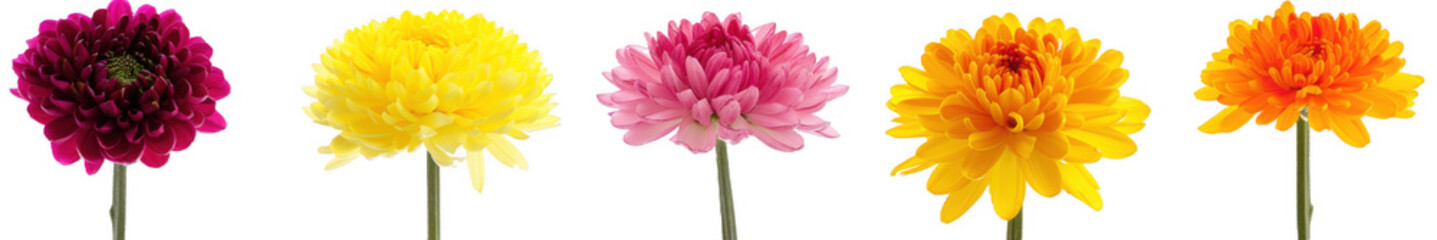 Fototapeta premium Row of Colorful Chrysanthemum Flowers