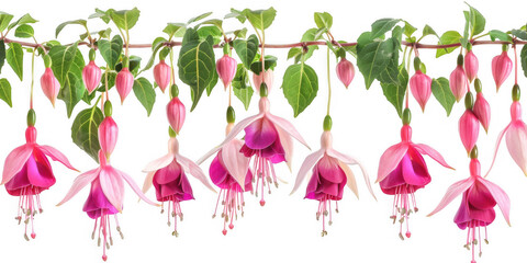 Hanging Fuchsia Flowers