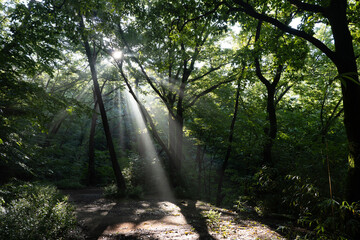 지리산 화엄계곡 숲속 
