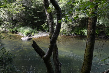 Aliso quebrado a orillas del Eume, Fragas del Eume, Galicia, Spain