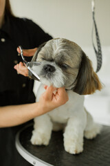 dog grooming