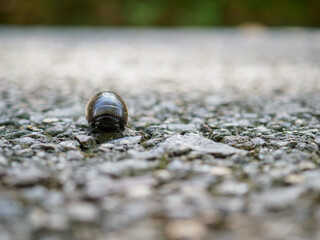 Pill millipede millipedes for Indra, an avid forest cleaner
