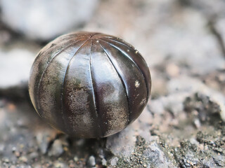 Pill millipede millipedes for Indra, an avid forest cleaner