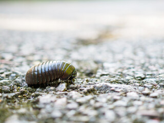 Pill millipede millipedes for Indra, an avid forest cleaner