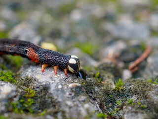 Caterpillars crawl on stones and moss.