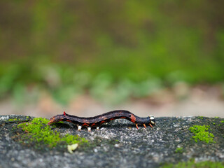Caterpillars crawl on stones and moss.