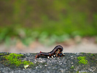 Caterpillars crawl on stones and moss.