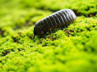 Pill millipede millipedes for Indra, an avid forest cleaner