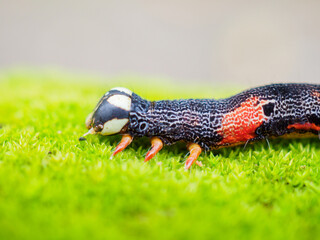 Caterpillars crawl on stones and moss.