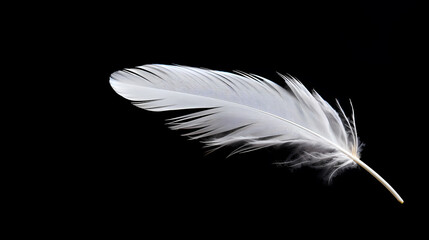 Obraz premium White feathers black background simple design