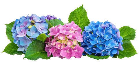 Obraz premium Vibrant Hydrangea Flower Cluster