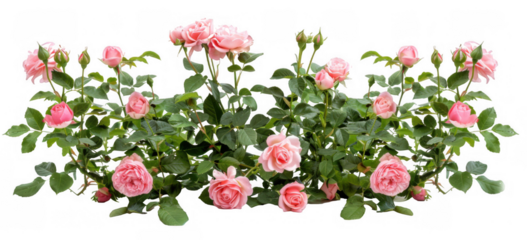 Pink Rose Bushes