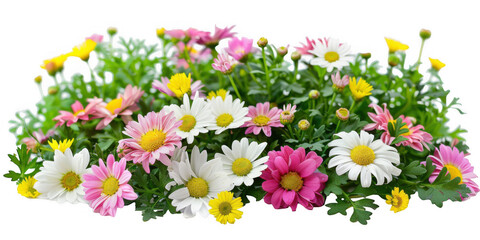 Colorful Daisy Display