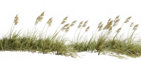 Coastal Sand Dune with Tall Grasses