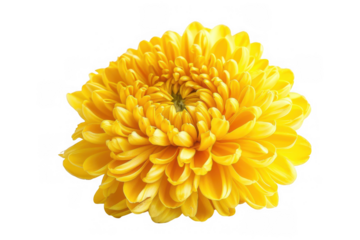 Yellow Chrysanthemum Flower