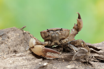 A field crab shows an expression ready to attack. This animal has the scientific name Parathelphusa convexa. 