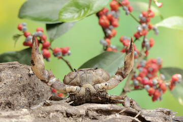 A field crab shows an expression ready to attack. This animal has the scientific name Parathelphusa...