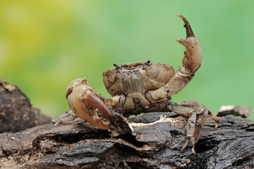 A field crab shows an expression ready to attack. This animal has the scientific name Parathelphusa...