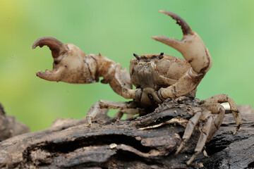 A field crab shows an expression ready to attack. This animal has the scientific name Parathelphusa...