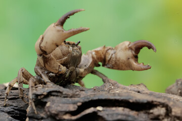 A field crab shows an expression ready to attack. This animal has the scientific name Parathelphusa convexa. 