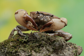 A field crab shows an expression ready to attack. This animal has the scientific name Parathelphusa...