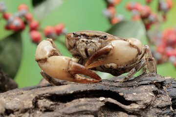 A field crab shows an expression ready to attack. This animal has the scientific name Parathelphusa convexa. 