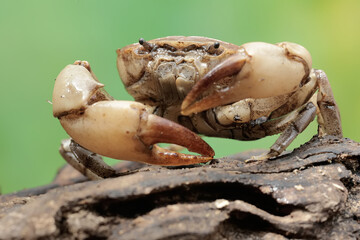 A field crab shows an expression ready to attack. This animal has the scientific name Parathelphusa...