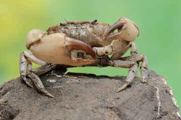 A field crab shows an expression ready to attack. This animal has the scientific name Parathelphusa convexa. 