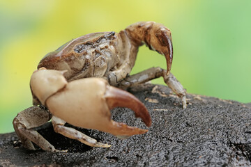 A field crab shows an expression ready to attack. This animal has the scientific name Parathelphusa convexa. 