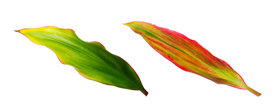 Tropical foliage, Ti Plant or Cordyline fruticosa leaf isolated on white background with clipping path.