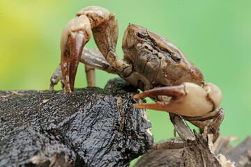 A field crab shows an expression ready to attack. This animal has the scientific name Parathelphusa...