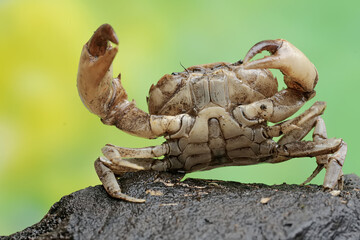 A field crab shows an expression ready to attack. This animal has the scientific name Parathelphusa convexa. 