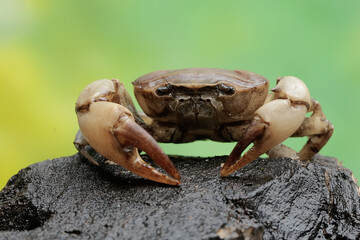 A field crab shows an expression ready to attack. This animal has the scientific name Parathelphusa...
