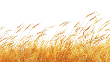 Golden Wheat Field