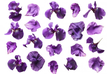 Scattered Purple Iris Petals