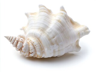 A white seashell on a white background
