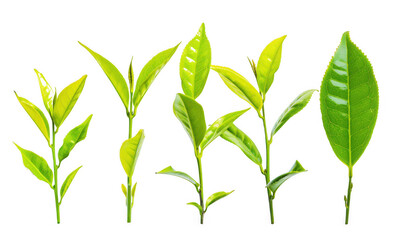 Fototapeta premium Green Tea Leaves in Different Stages