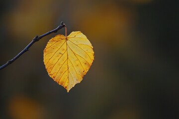 Obraz premium Single yellow leaf hanging from branch in autumn