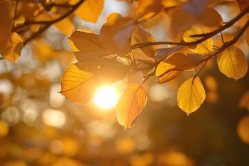 Obraz premium Sun shining through golden leaves on branch in autumn