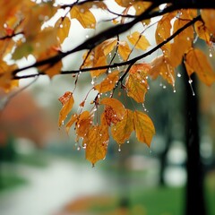 Rain drops hanging from golden autumn leaves