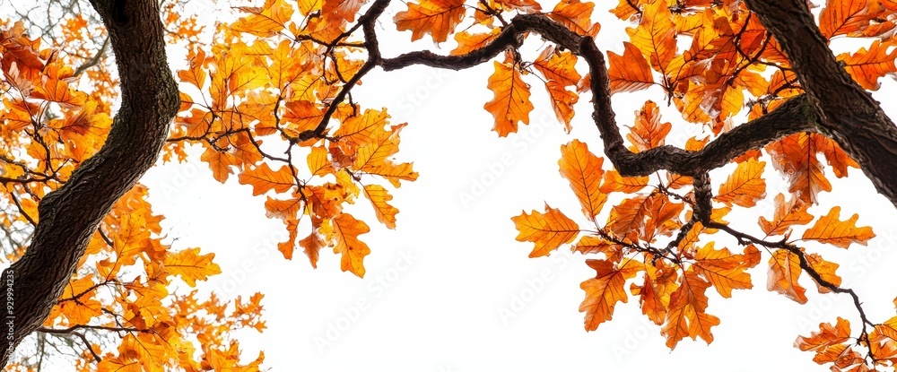 Poster background with oak leaves in autumn. concept for fall season. landscape with autumn forest. copy sp