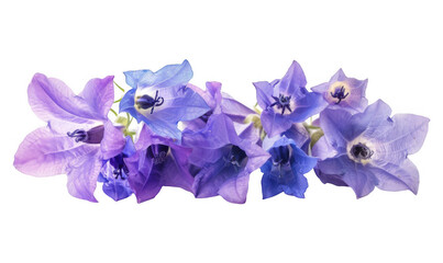 Purple and Blue Bellflower Cluster