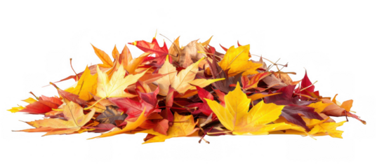 Pile of Vibrant Autumn Leaves