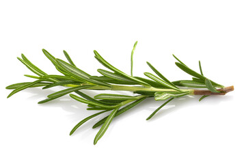 Rosemary leaf herbal is spices isolated on a white background.