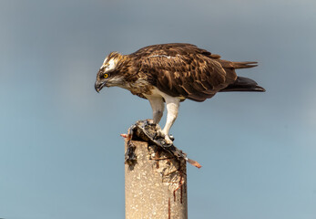 osprey 